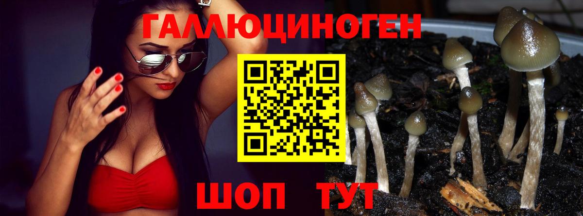 Каспийск  Псилоцибиновые грибы Psilocybe  Вход с VPN 