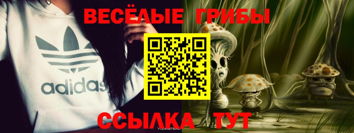 Галлюциногенные грибы Psilocybe Каспийск